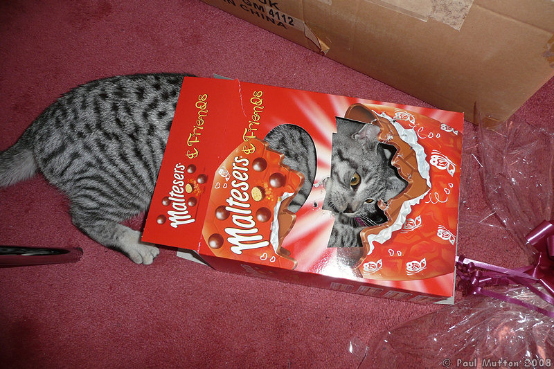 P1000128 Cat attacking a Maltesers box